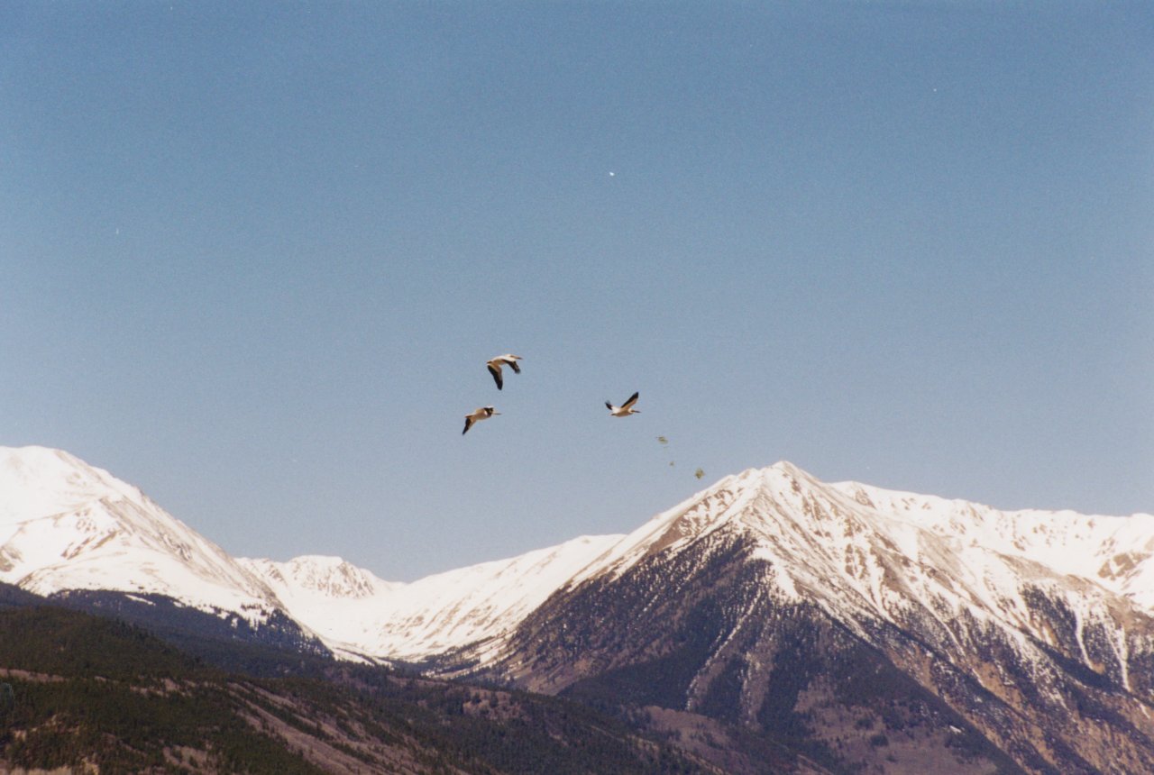 Twin Lakes birds